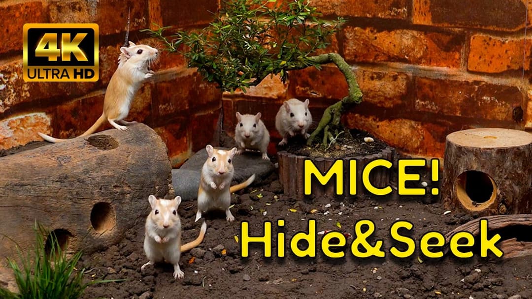 Epic Hide & Seek Game with Tiny Mice | Non-Stop Fun in the Garden, the Gym, and the Desert!