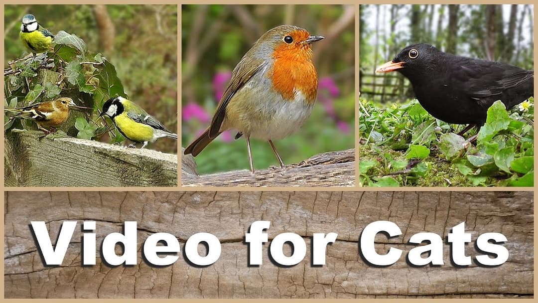 Videos for Cats to Watch - Beautiful Birds Singing and Chirping NEW