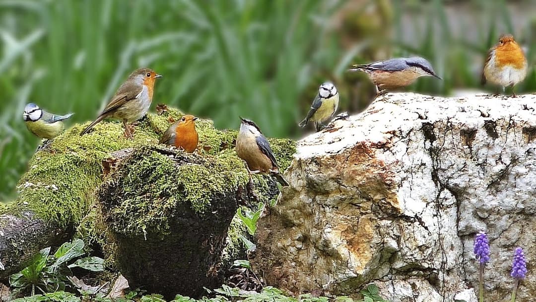 Tranquil Bird Song - ONE HOUR of Beautiful Birds and Bird Sounds