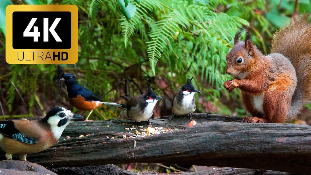 [NO ADS] Cat TV for Cats to Watch 😺 Running Chipmunks and Blue Jay Birds Squirrels 🐿 Cat Games 4K