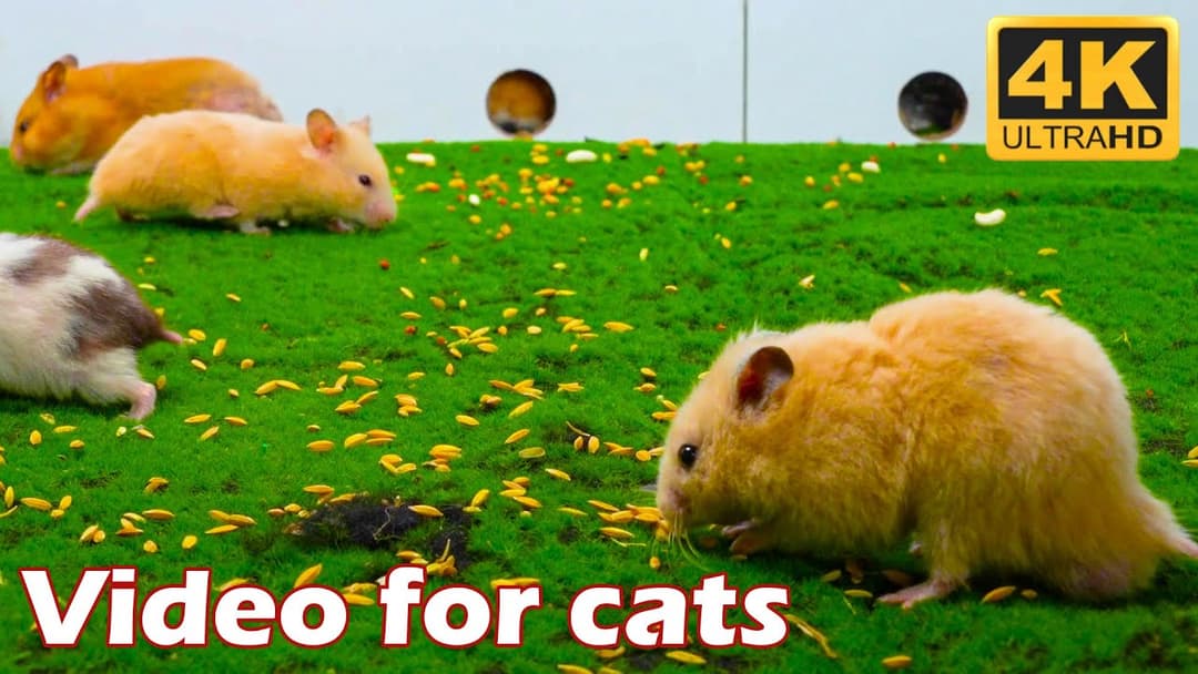 Cat TV: Tiny Mice on a Jerry Holes Hide & Seek Adventure - 3 Hours 4K UHD | Catflix