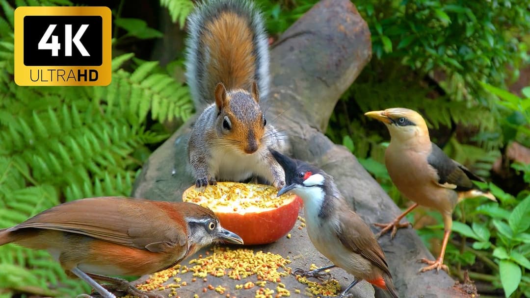 Cat TV for Cats to Watch 😺 Funny Chipmunks, Birds, Squirrels 🐿️ Videos for Cats to Watch 🐦NO ADS 4K