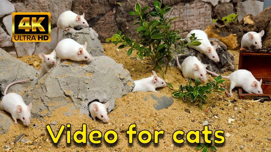 Cat TV 4K: The Ultimate Hide & Seek for Cats – A Fun Mix of Mice & Gerbils!