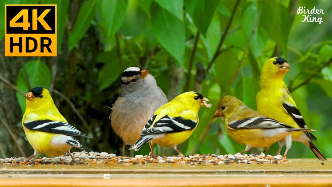 Cat TV for Cats to Watch 😺🐤 Beautiful Goldfinch Birds and Squirrels ❤️ 8 Hours(4K HDR)