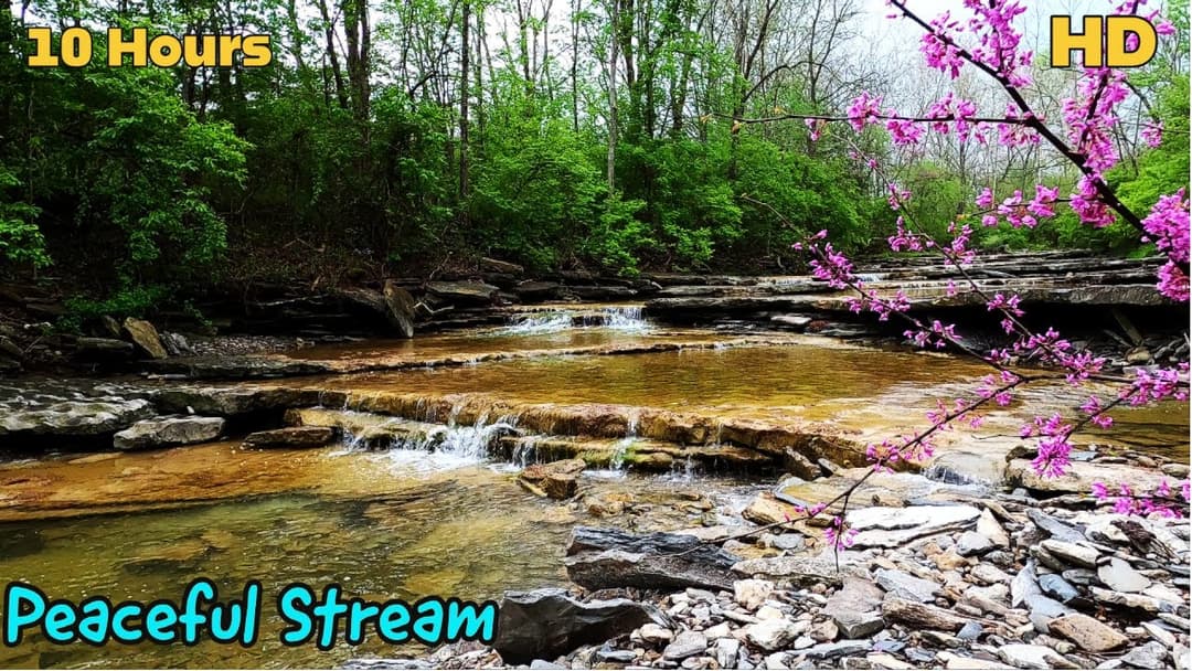 HD Peaceful & Relaxing Forest Stream- with Bird sounds | 10-Hours | For Sleep or work & pets too!