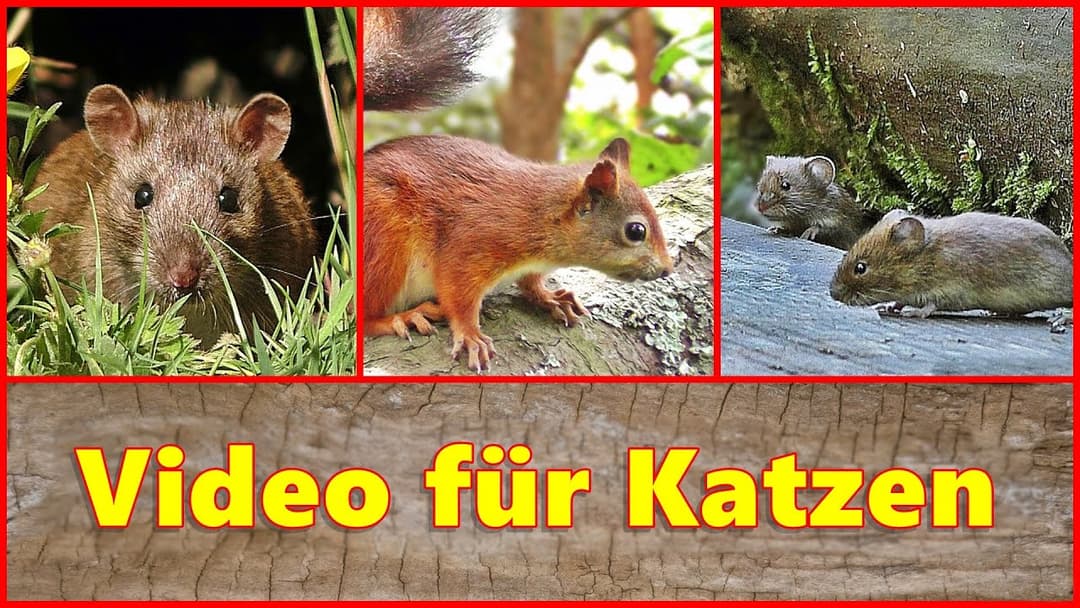 Video für Katzen 🐁 Mäuse Eichhörnchen und Ratten