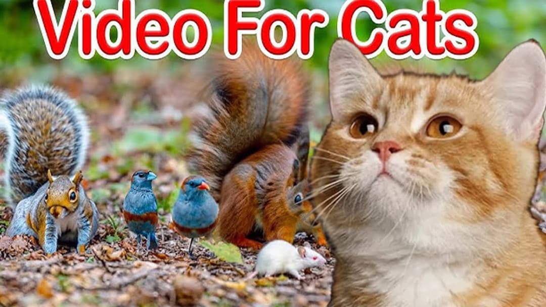 Video for cat  😻Keep Your Cat Entertained for Hours with These Bird and Squirrel Videos