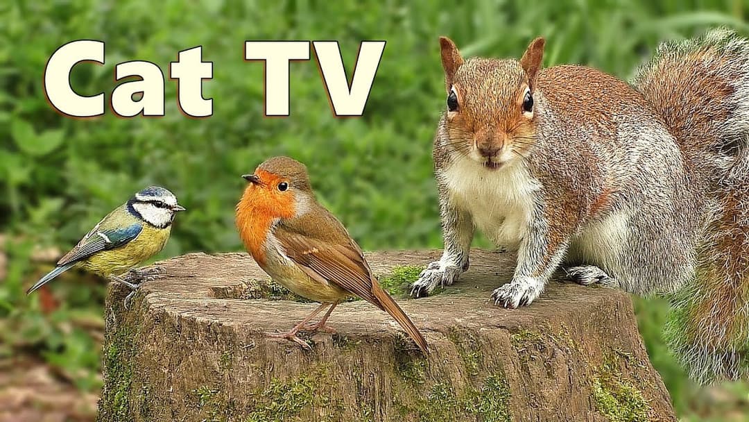 Videos for Cats to Watch ~ Woodland Birds and Squirrels Delight