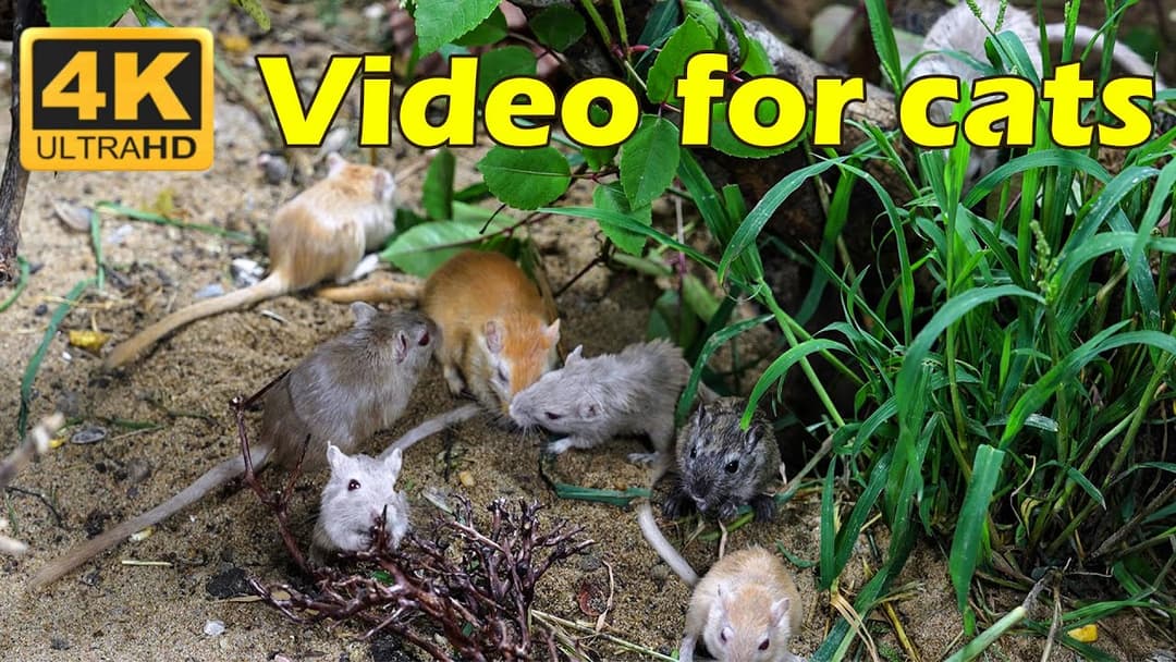 Catflix Presents: 3 Hours of Non-Stop Mice Adventures in UHD