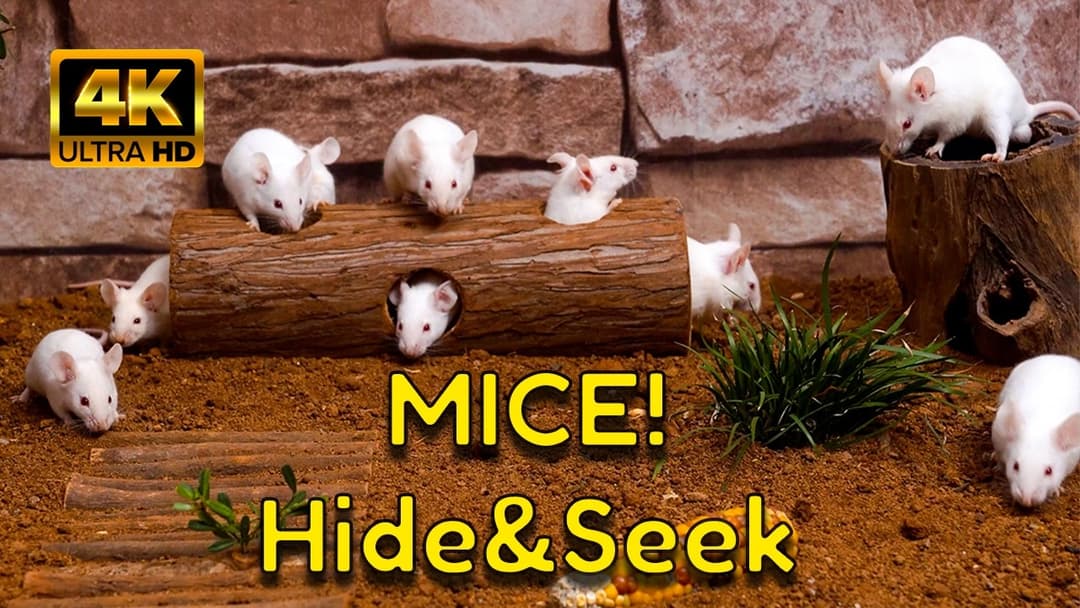 Mice & Gerbils Play Hide & Seek | Secrets of the Underground Gerbil Tunnels!