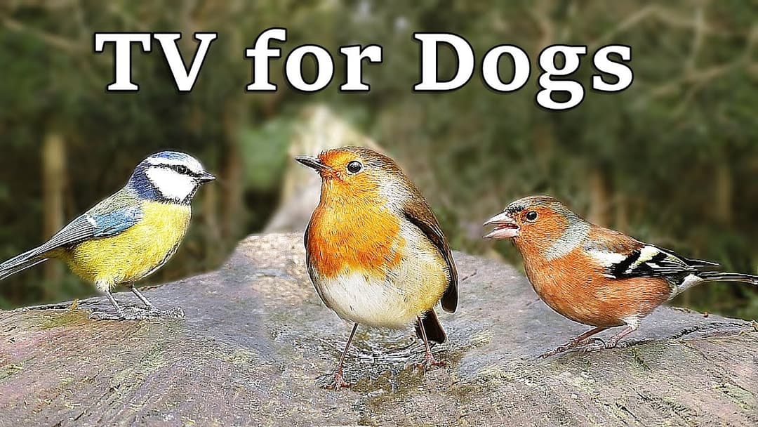 TV for Dogs - Calm Your Dog with 8 Hours of Birds in The Forest ~ Relax with Nature