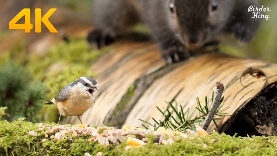 Cat TV 4K UHD - Beautiful Birds and Squirrels in Canadian Forest