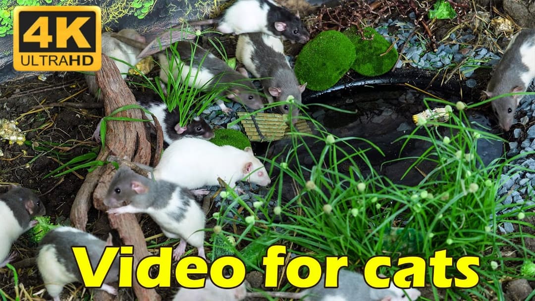 Endless Hide & Seek: Tiny Mice Challenge for Cats in 4K UHD - 3 Hours of Entertainment | Catflix