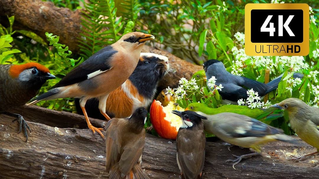 Cat TV for Cats to Watch 😺 Fast Chipmunks & Lively Blue Jays with Squirrels 🐿️ 4K HDR
