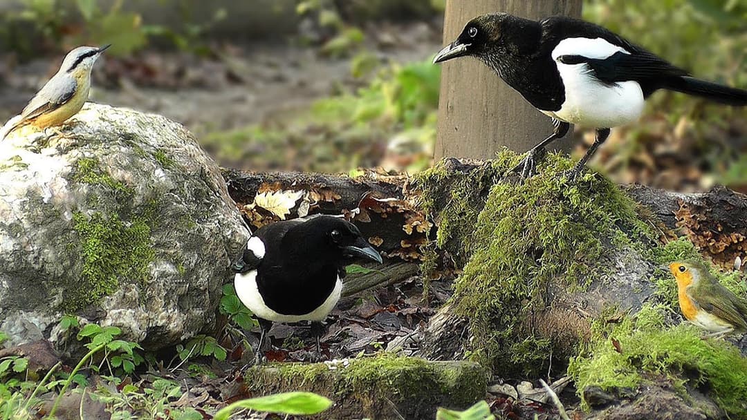Video for Cats to Watch : Tiny Birds and Magpies