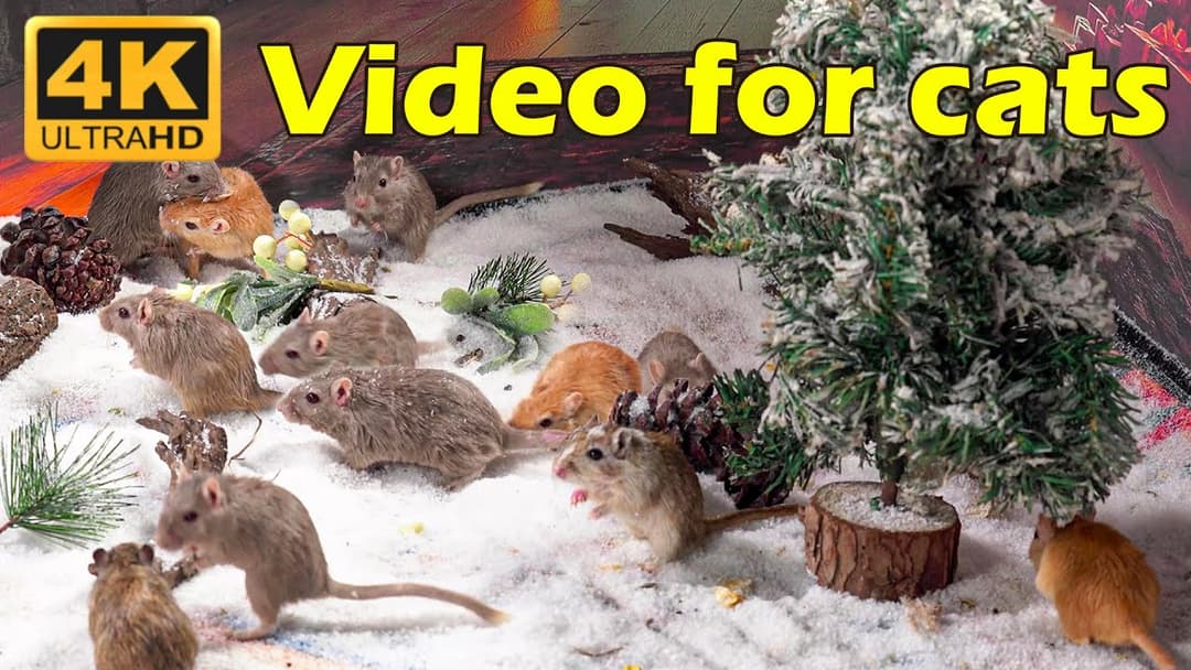 Cat TV: Tiny Mice Hide & Seek Marathon - The Ultimate Cat TV Experience | Catflix