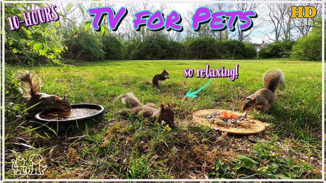 ☀️Cat & Dog TV ☀️ Squirrels and Birds enjoy a sunny day☀️Blue Jays 🐦 Cardinals, Finch and Robins ☀️