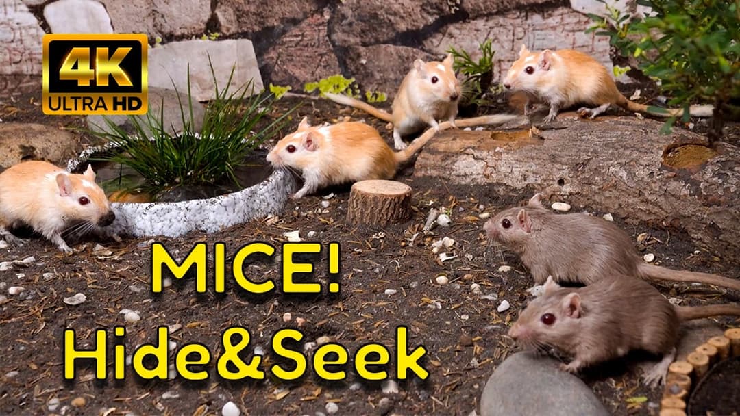 A Gerbil Hide & Seek Story | Adventure in the Secret Bamboo Forest! | 4K Video for Cats