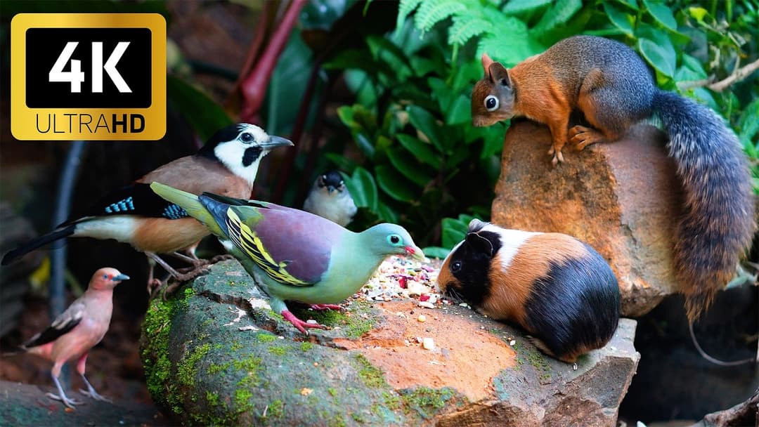 [NO ADS] Cat TV for Cats to Watch 😺🐦‍⬛ Adorable Birds and Little Squirrels 🐿 Cat Games 4K HDR