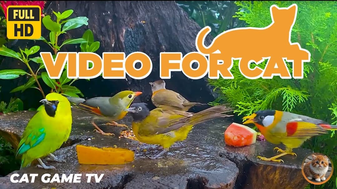 🔴😺So Cute Birds Chipmunks Squirrels in 4K 🦜! Live 12 Hrs Relaxing Video for Cats