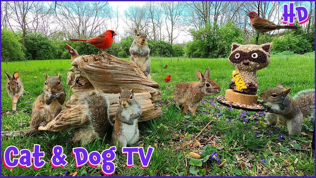 Squirrels, Bunnies & Birds | 10 Hour (No Ad Interruptions) Cat & Dog TV | Entertain your Pets 🐶😺