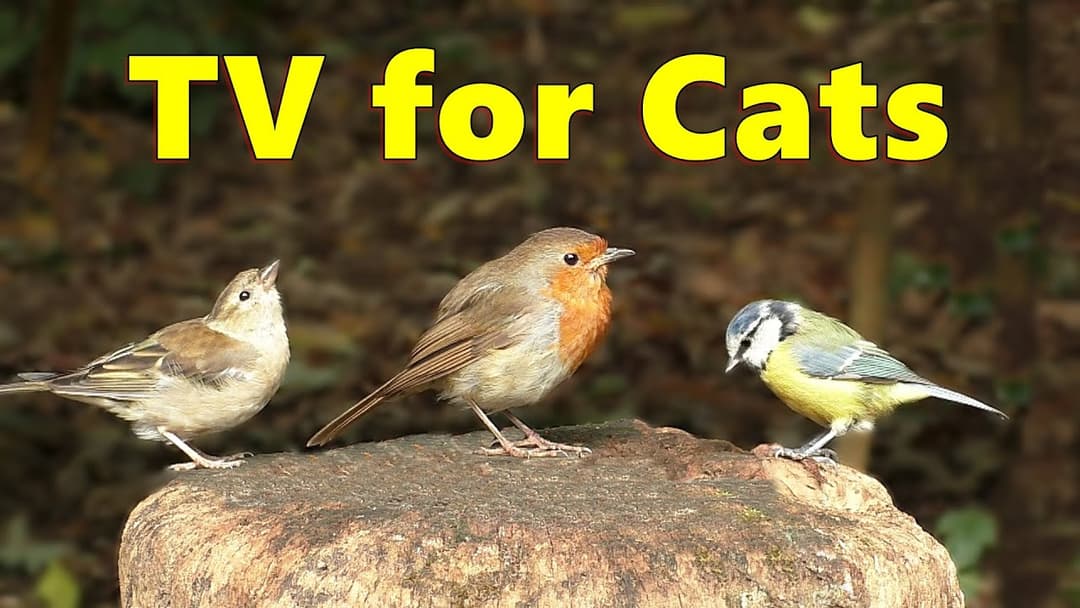 Bird Sounds for Cats Sensation