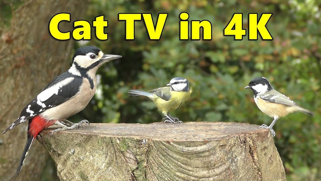 Cat TV 4K Fun ~ Birds in My Spring Garden