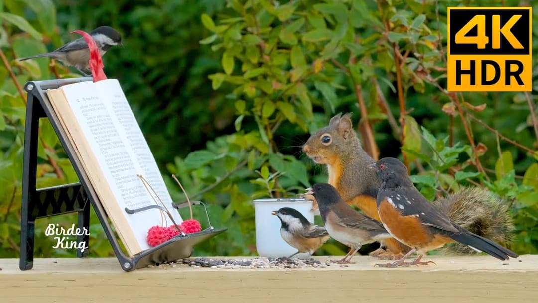 Cat TV for Cats to Watch 🐱📺 Book Club for Birds and Squirrels in the Forest 🐦 Relax My Cat(4K HDR)