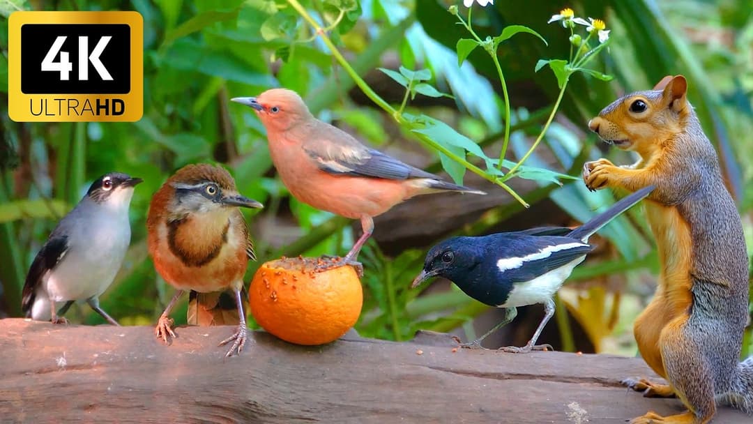 Cat TV for Cats to Watch 😺🌸 Squirrels, Birds & a Whole Lot of Drama! 🐿️🕊️ Cat Games NO ADS 4K HDR
