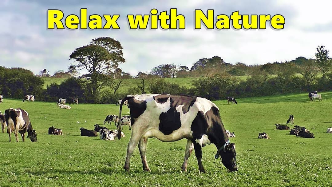 Relax Your Dog TV - Videos for Dogs ⭐ Relaxing 8 HOURS of Grazing Cows ⭐ Nature Relaxation Films
