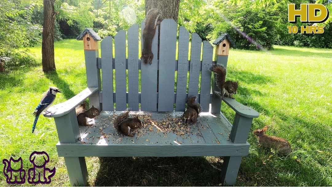 Dog & Cat TV 🐶😸📺| Squirrels, Birds and Bunnies gather to eat at the Birdhouse Bench. 🐦🐇🐿
