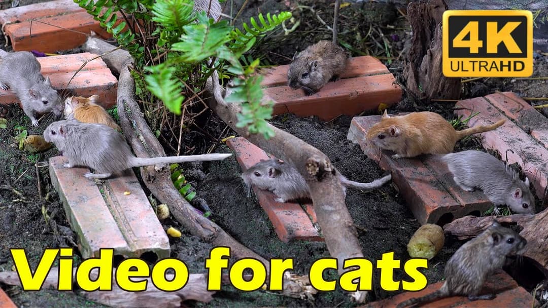 Cat TV: Cats vs. Mice Hide & Seek – 3 Hours of Thrilling 4K Fun! | Catflix