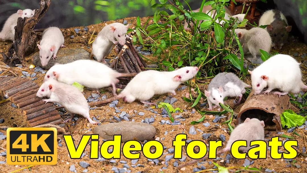 Catflix Exclusive: Epic Mouse Chase in 4K – Endless Hide & Seek!