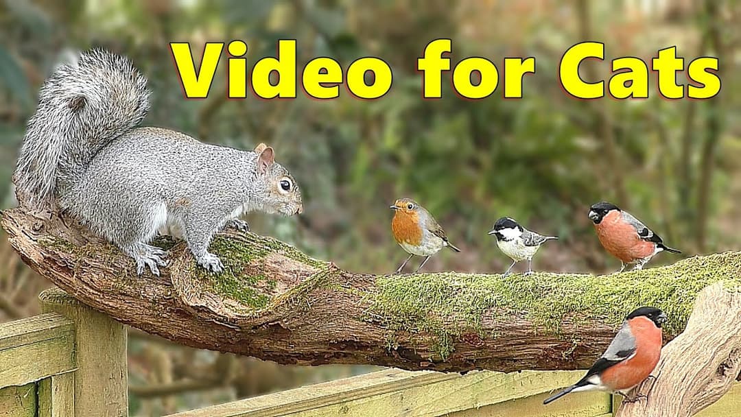 Videos for Cats to Watch Birds and Squirrels / Cat TV Delight