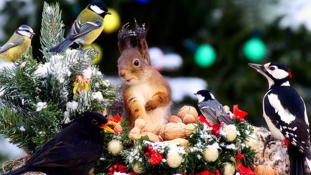 Xmas Basket for Forest Friends 10 hours Cat & Dog TV