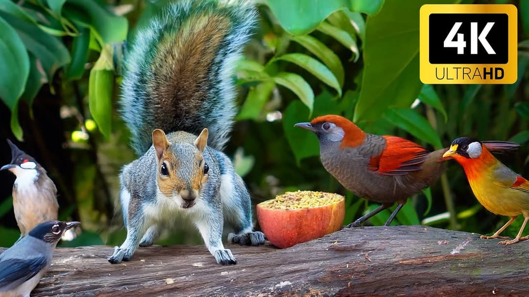 Cat TV for Cats to Watch 😺 Naughty Birds Chipmunks and Squirrels 🐿️ Videos for Cats to Watch  4K HDR