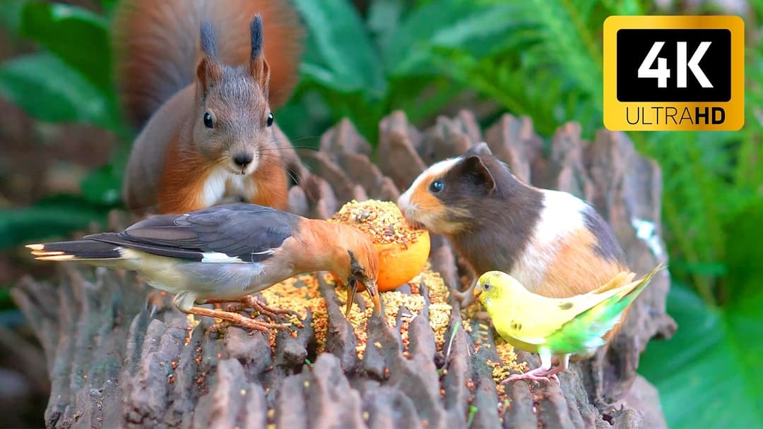 Cat TV for Cats to Watch 😺🐦 All Birds, Chipmunks Squirrels Enjoy the Present 🐿 Cat Games 4K HDR