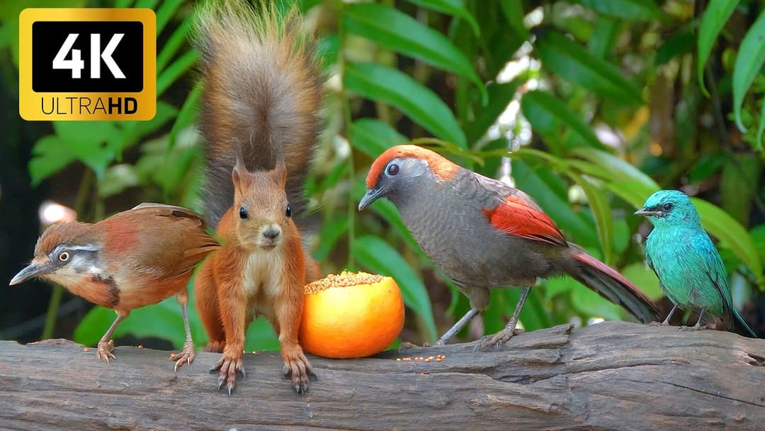 Cat TV for Cats to Watch 😺🐦Squirrel-Mania and Little Birds with Sounds 🐿️ Videos for Cats to Watch