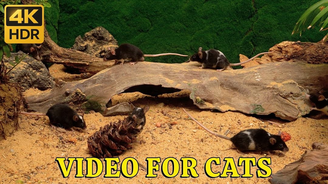 Cat TV 4K: Hide & Seek Sandy Burrows – Black Mice Peek & Dash in 4K | Catflix