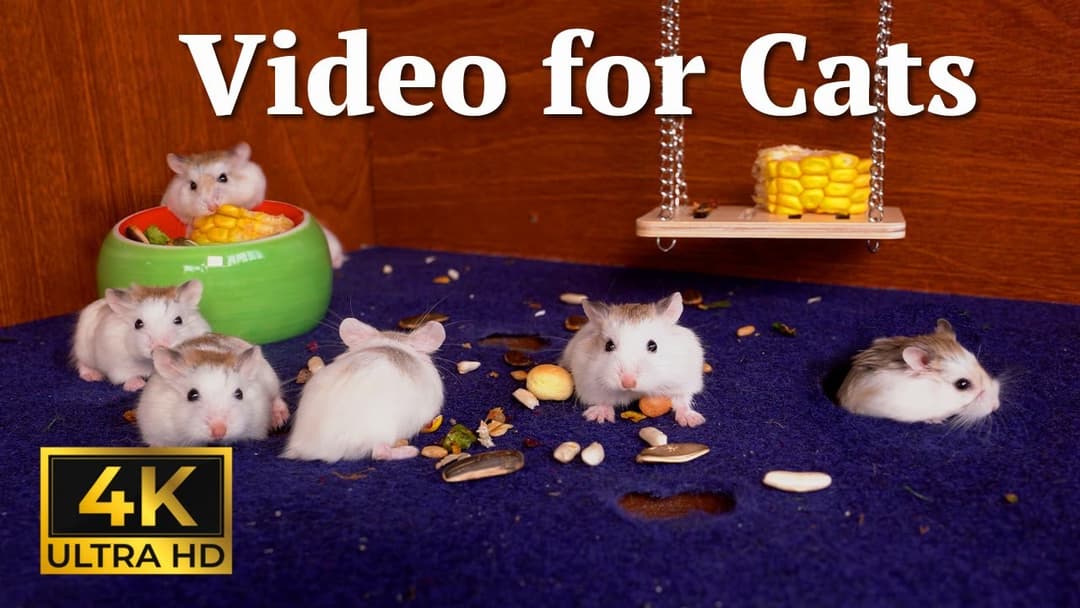 Cat TV: Hide & Seek Thrills with Darting Mice in 4K UHD - 3 Hours | Catflix