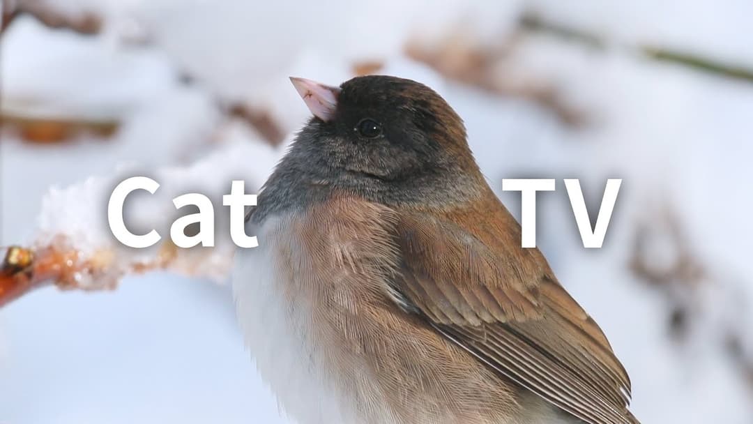 CAT TV: Snow Birds And Squirrels In The Woods.