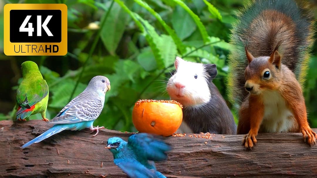 [No Ad Interruptions] Cat TV for Cats to Watch 😺 Party of Birds and Squirrels 🐿 Real Nature 4K HDR