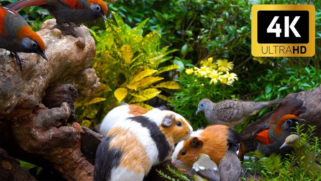 Calming Nature for Cats 😺 Happy Birds & Squirrels Frolic 🐦 Videos for Cats in 4K HDR 60FPS