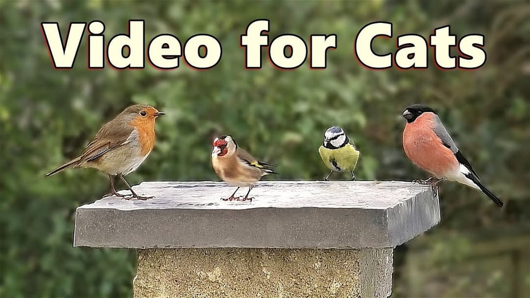 Videos for Cats to Watch ~ The Most Beautiful Birds for Cats to Watch / Cat TV