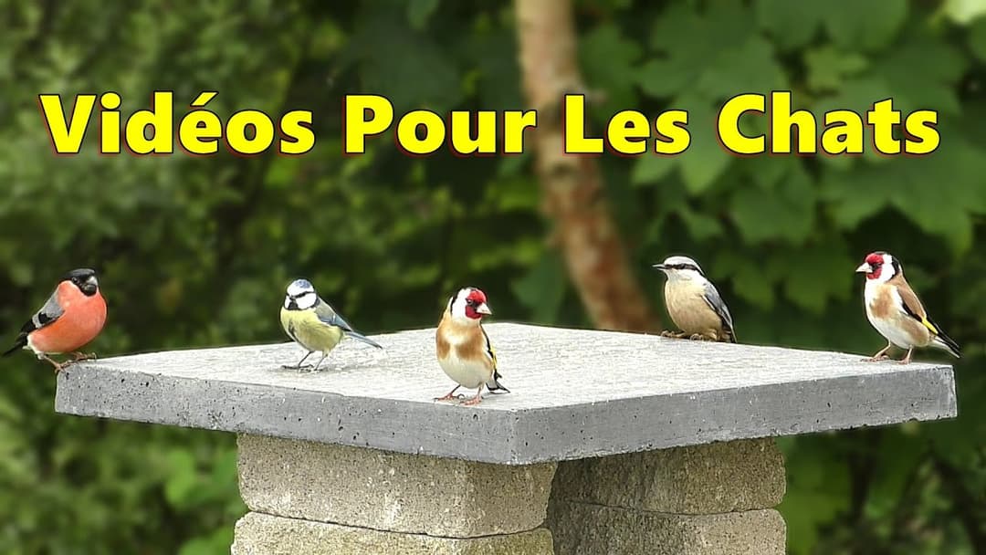 Oiseaux ~ Une heure d'oiseaux du jardin
