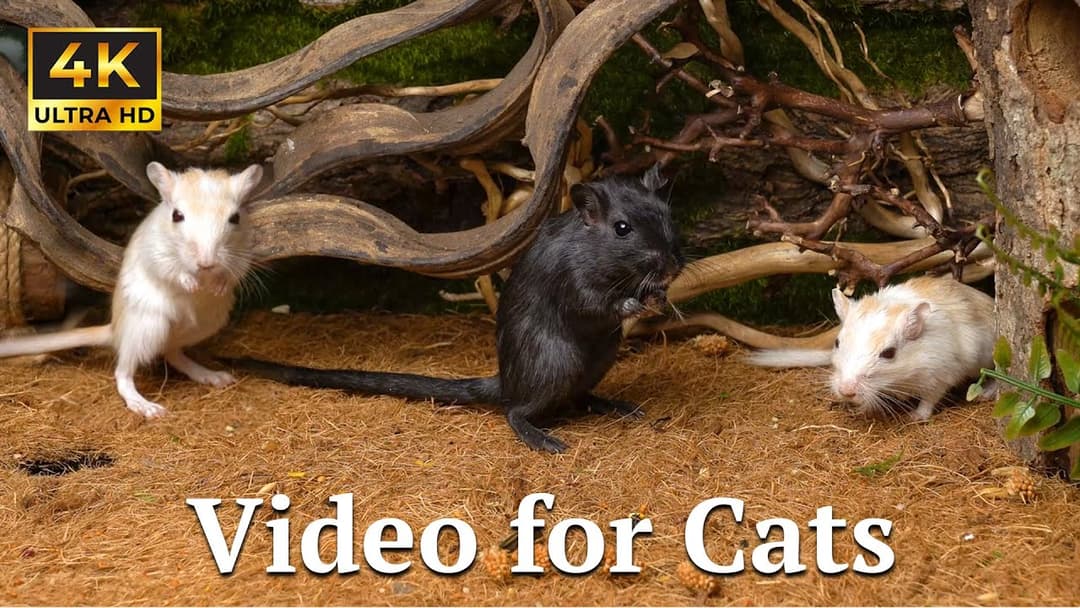 Cat TV: 3 Hours of Tiny Mice Playing Hide & Seek – Relaxing & Stimulating! | Catflix