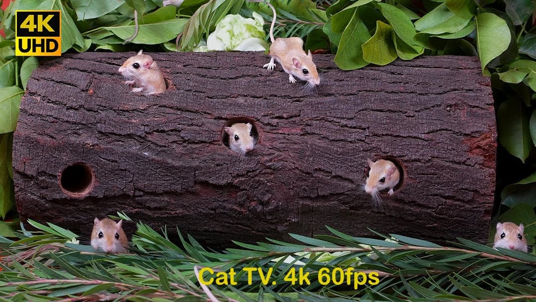 Cat games adorable mice hide & seek, and playing for cats to watch | Cat tv 4k 60fps
