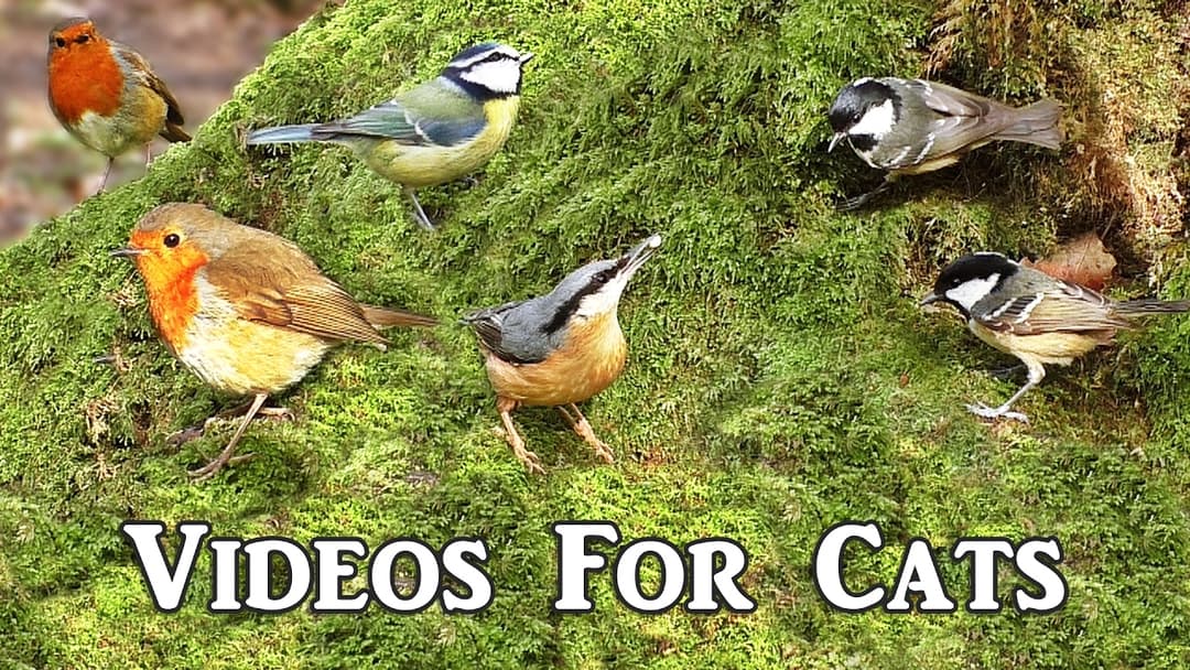 Sounds for Cats : Awesome Videos for Cats to Watch -  Birds in The Secret Forest