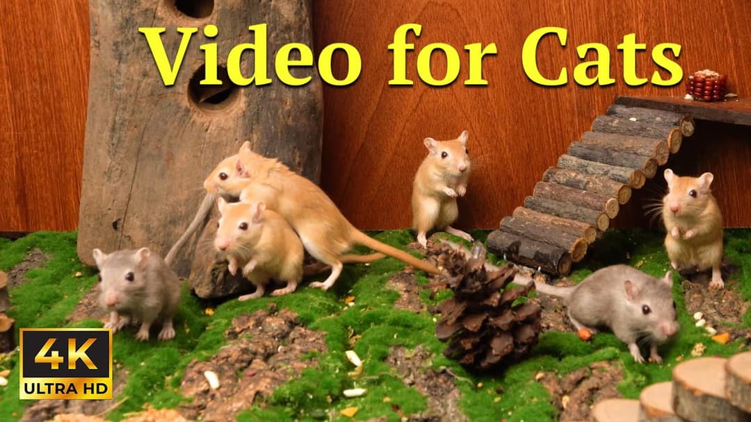 Cat TV 4K: Tiny Mice Hide & Seek in Wonderland – Surprises for All-Day Cat Fun | Catflix