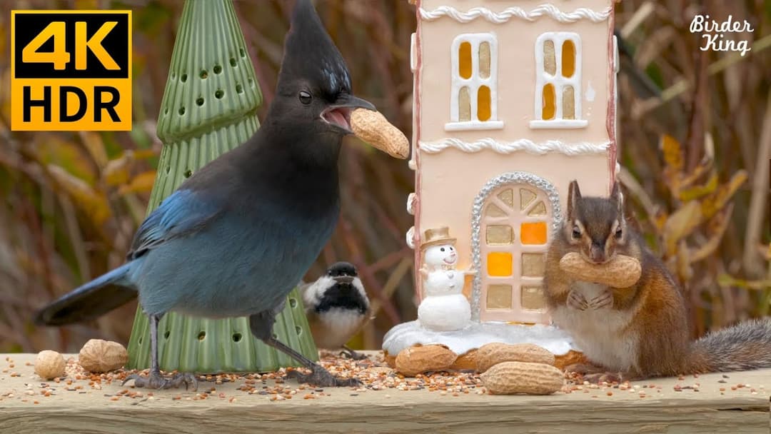 Christmas Cat TV 🐱🎄Beautiful Birds, Chipmunks🐿Squirrels in the Holiday Season 🥜8 Hours(4K HDR)